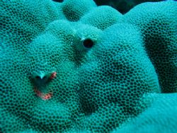 Underwater hive. Rarotonga. 15m deeep. by Hernando Acosta 